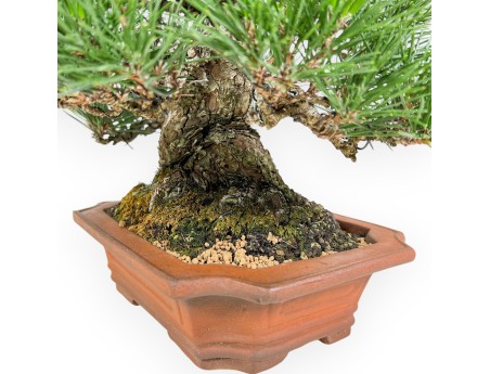 Pinus Thunbergii - Schwarz Kiefern - 33 cm