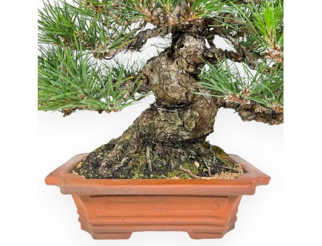 Pinus Thunbergii - Pin Noir - 33 cm