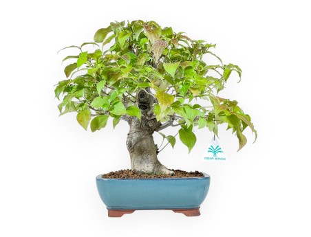 Cornus Kousa - Kornoelje - 37 cm