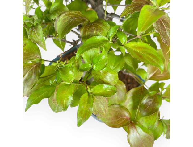 Cornus Kousa - Cornouiller - 37 cm 2