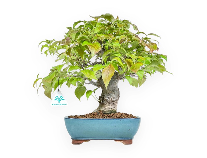 Cornus Kousa - Corniolo - 37 cm
