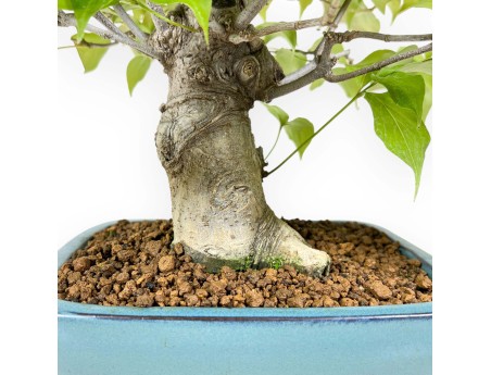 Cornus Kousa - Dogwood - 37 cm