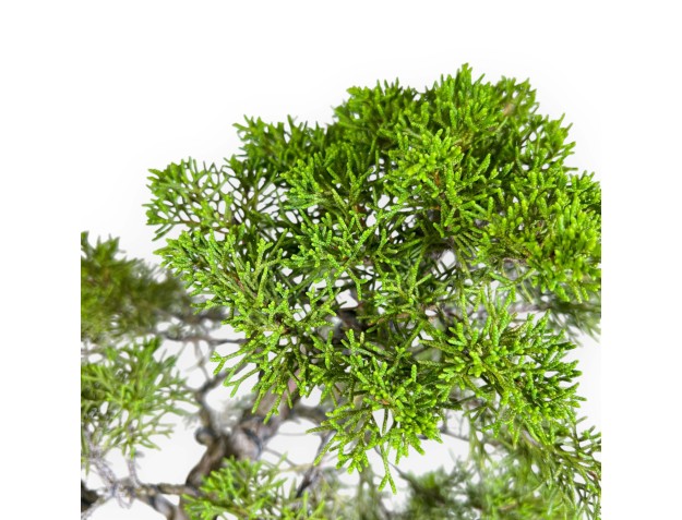 Juniperus Chinensis - Ginepro - 42 cm 2