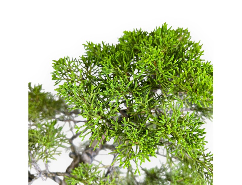 Juniperus Chinensis - Genévrier - 42 cm