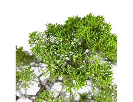 Juniperus Chinensis - Enebro - 42 cm