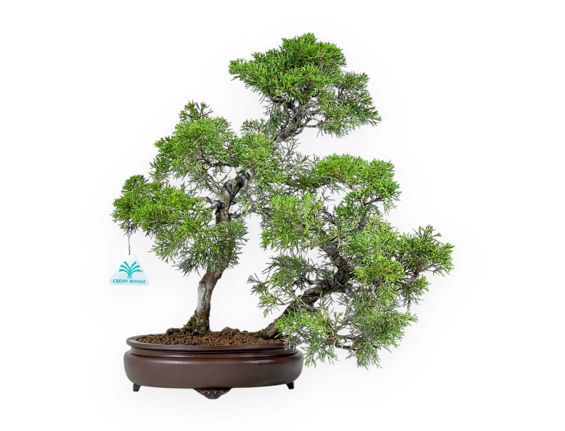 Juniperus Chinensis - Genévrier - 42 cm
