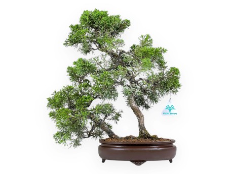 Juniperus Chinensis - Ginepro - 42 cm