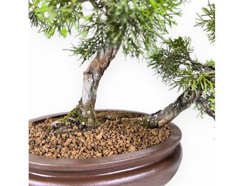 Juniperus Chinensis - Ginepro - 42 cm