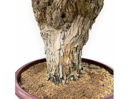 Bougainvillea - Bougainvillea - 130 cm
