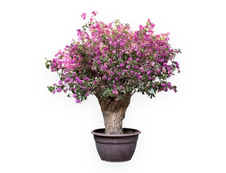 Bougainvillea - Bougainvillea - 130 cm