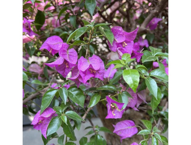 Bougainvillea - Bougainvillea - 130 cm 2