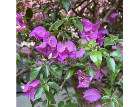 Bougainvillea - Bougainvillier - 130 cm