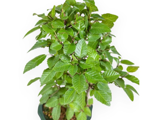 Carpinus Turczaninovii - Hainbuche - 29 cm 2