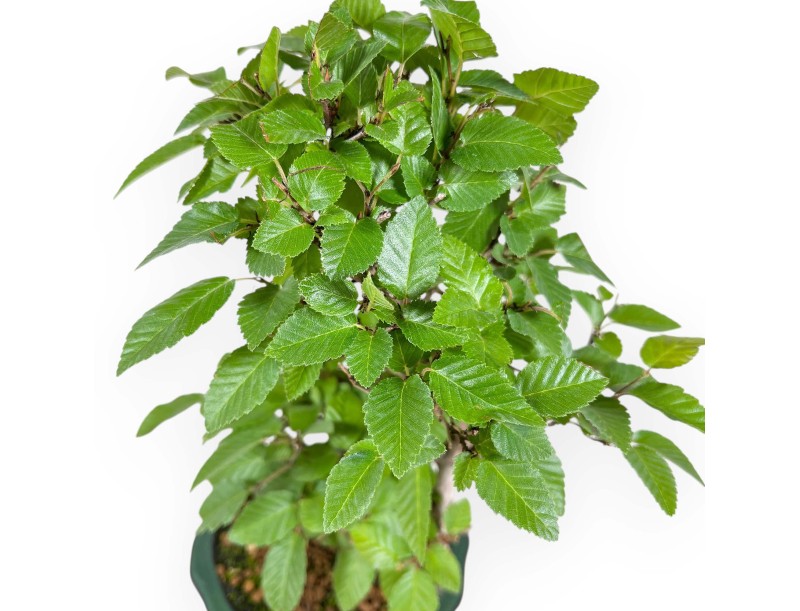 Carpinus Turczaninovii - Carpe - 29 cm