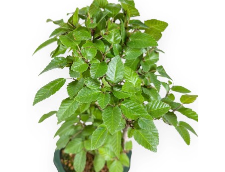Carpinus Turczaninovii - Hainbuche - 29 cm
