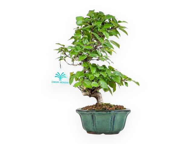 Carpinus Turczaninovii - Carpino - 29 cm