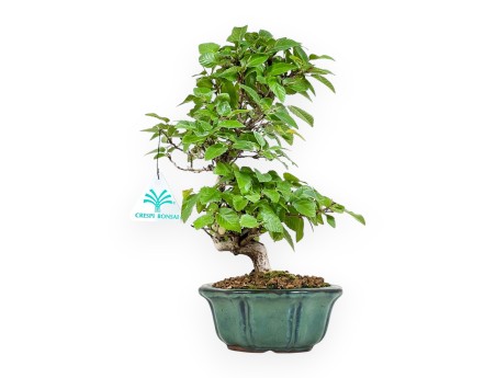 Carpinus Turczaninovii - Charme - 29 cm
