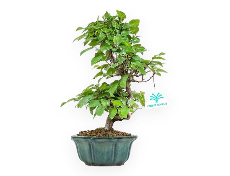 Carpinus Turczaninovii - Carpino - 29 cm