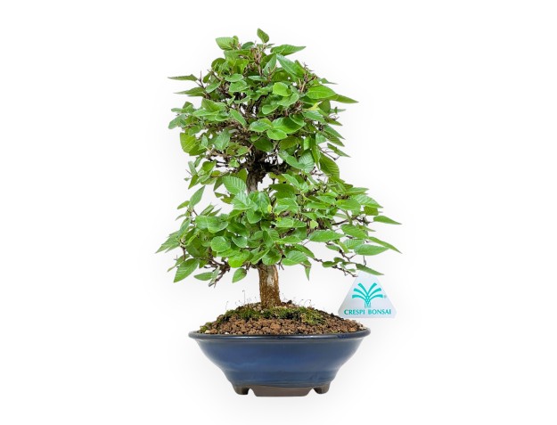Carpinus Turczaninovii - Hornbeam - 29 cm
