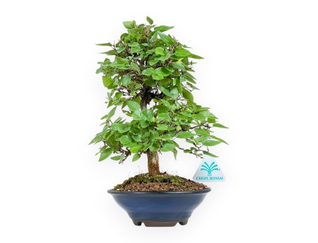 Carpinus Turczaninovii - Charme - 29 cm