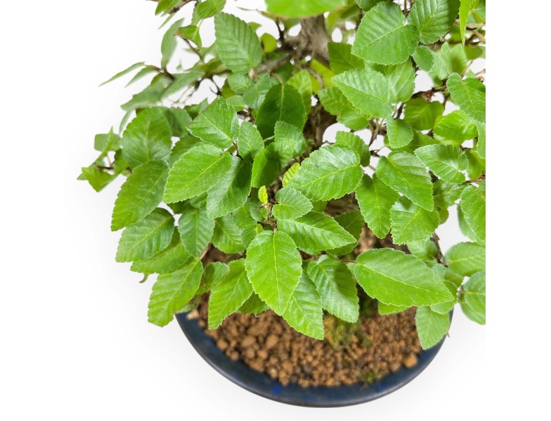 Carpinus Turczaninovii - Charme - 29 cm