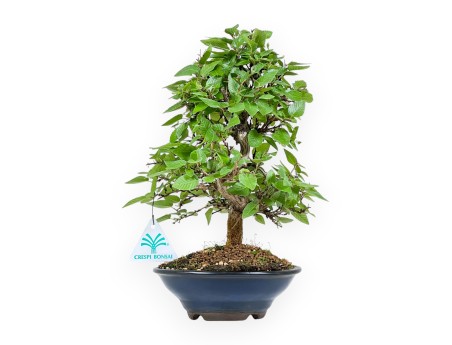 Carpinus Turczaninovii - Charme - 29 cm