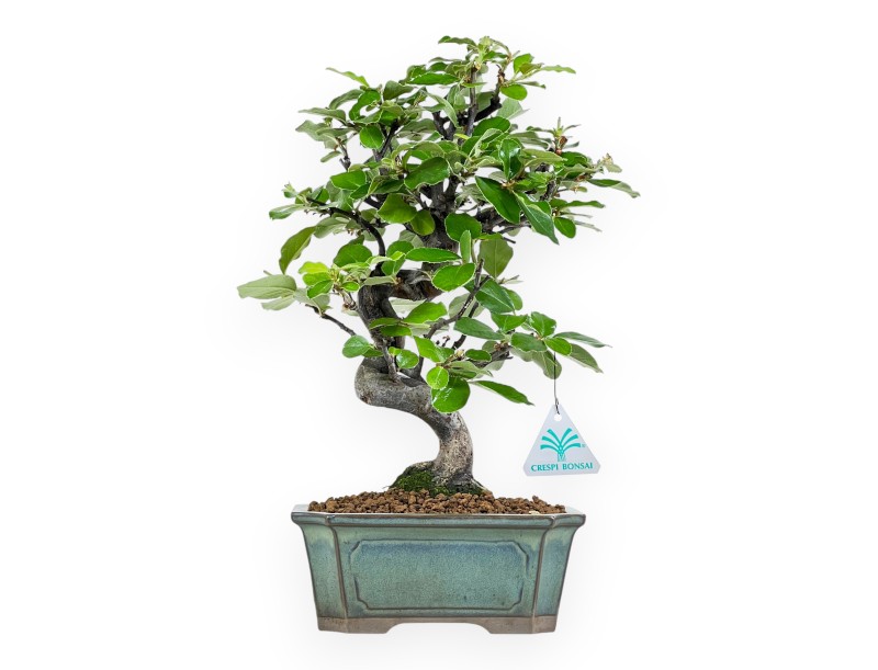Pseudocydonia Chinensis - Apple Tree - 36 cm