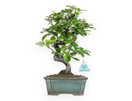 Pseudocydonia Chinensis - Apple Tree - 36 cm
