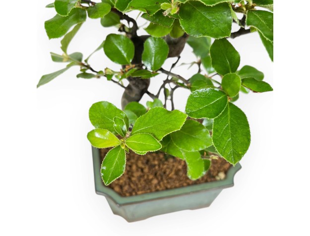 Pseudocydonia Chinensis - Apple Tree - 36 cm 2