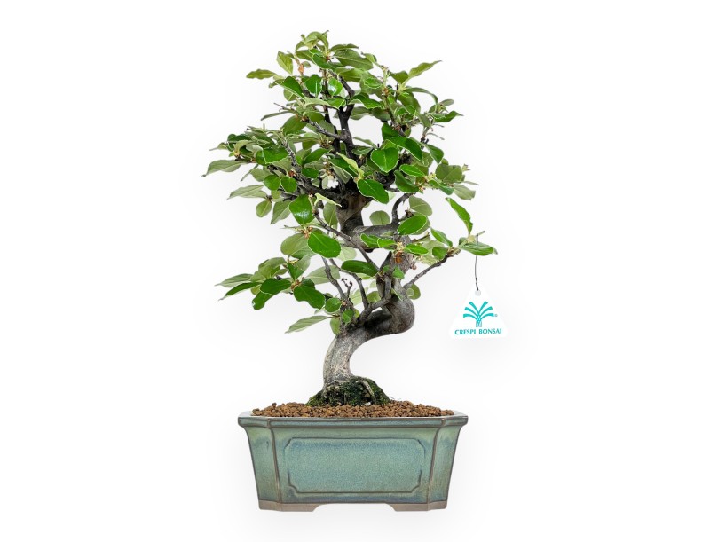 Pseudocydonia Chinensis - Apple Tree - 36 cm