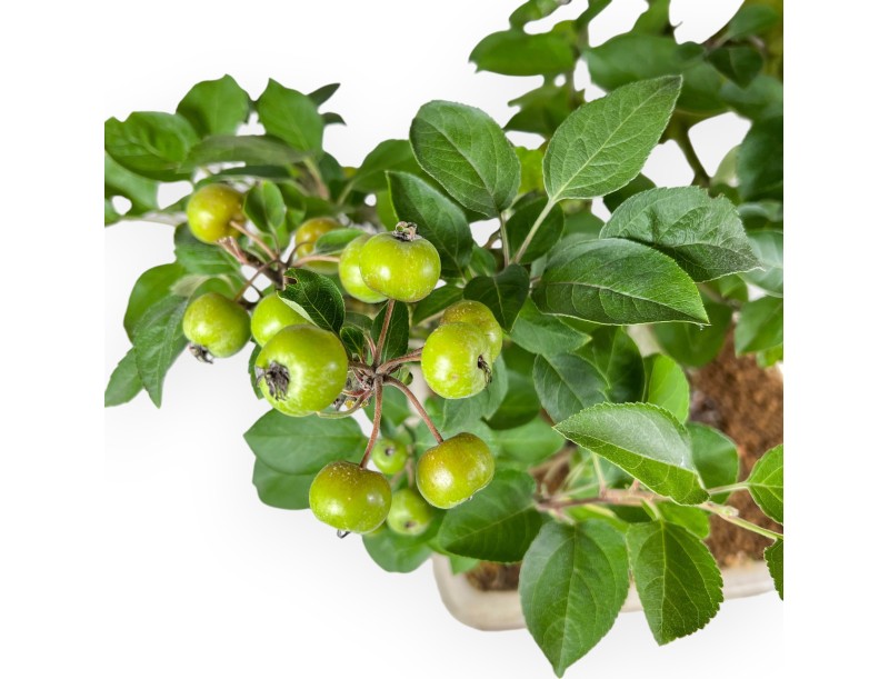 Malus Domestica - Pommier - 75 cm