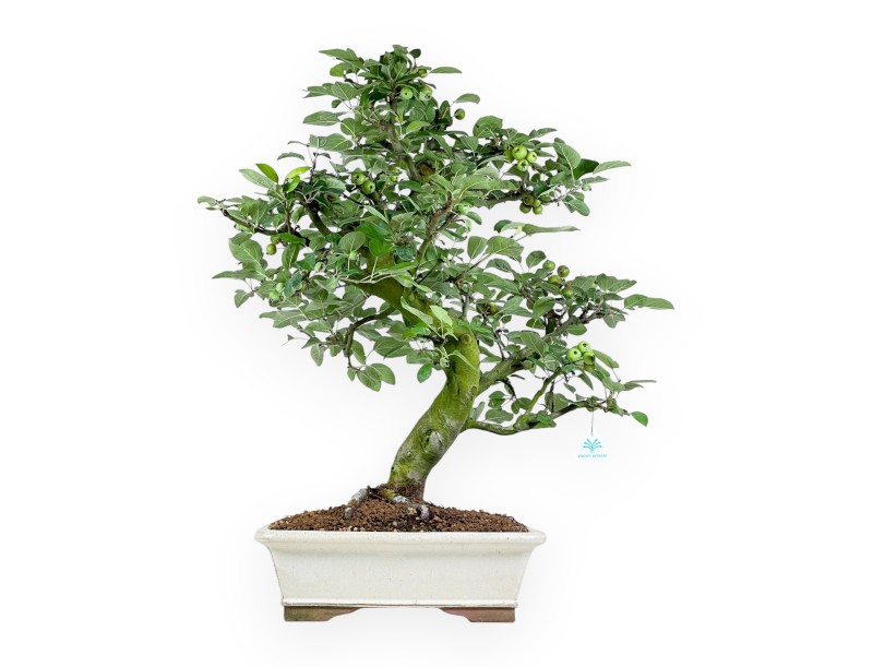 Malus Domestica - Pommier - 75 cm
