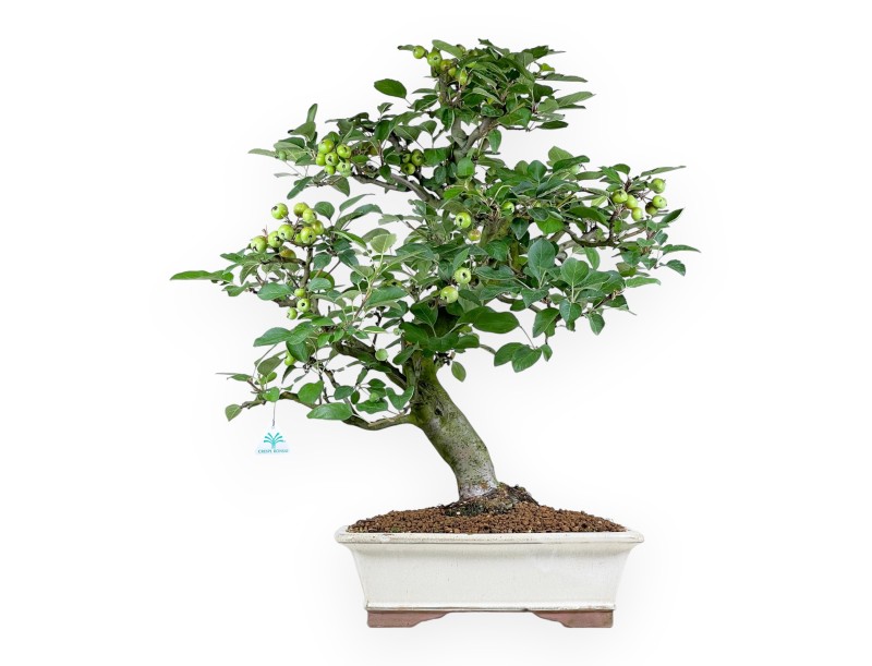 Malus Domestica - Apple Tree - 75 cm