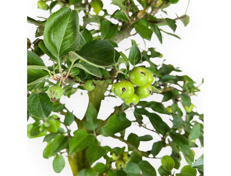 Malus Domestica - Apple Tree - 75 cm