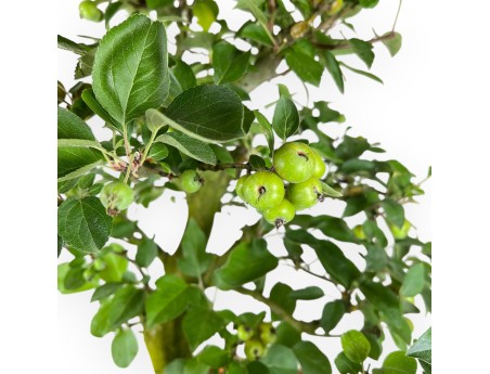 Malus Domestica - Melo - 75 cm