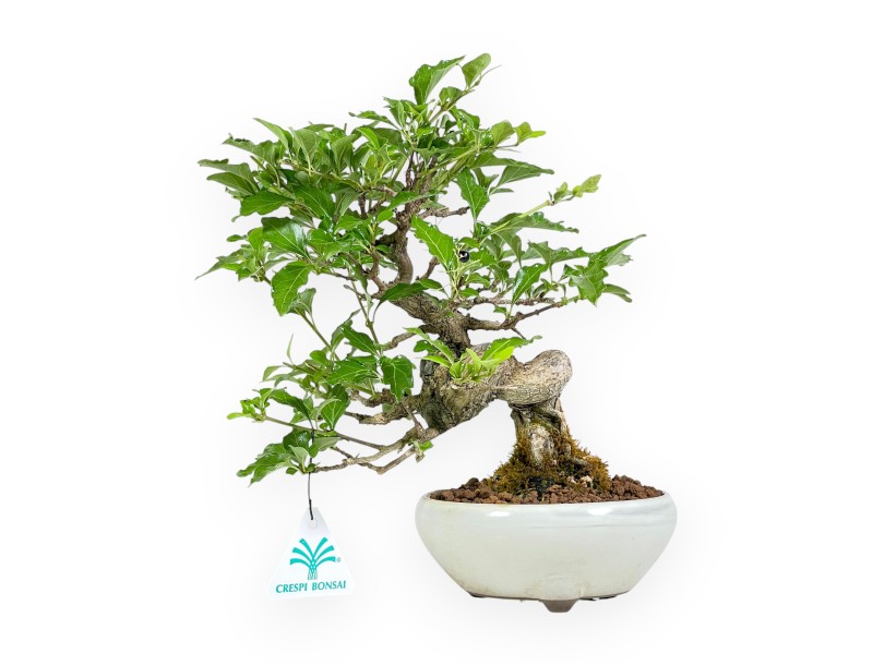 Premna Japonica - 26 cm