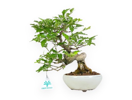 Premna Japonica - 26 cm