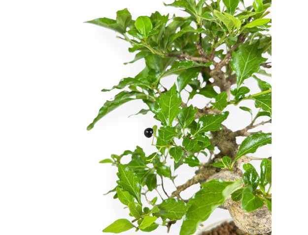 Premna Japonica - 26 cm 2