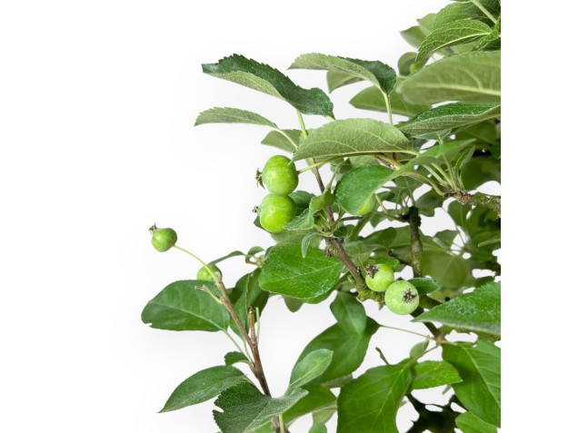 Malus Domestica - Apple Tree - 63 cm 2