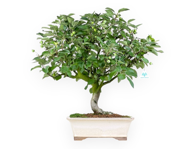 Malus Domestica - Apple Tree - 63 cm