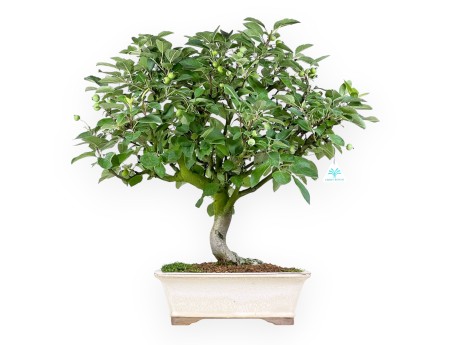 Malus Domestica - Pommier - 63 cm