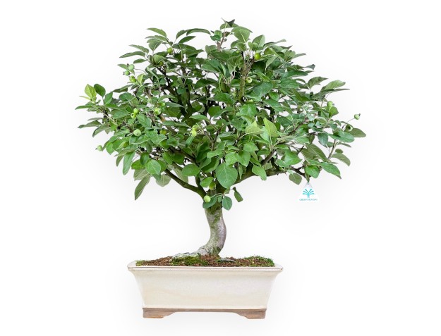 Malus Domestica - Melo - 63 cm