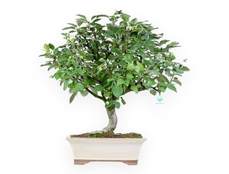 Malus Domestica - Apple Tree - 63 cm