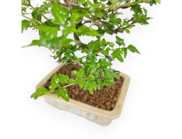 Premna microphylla - 27 cm 2