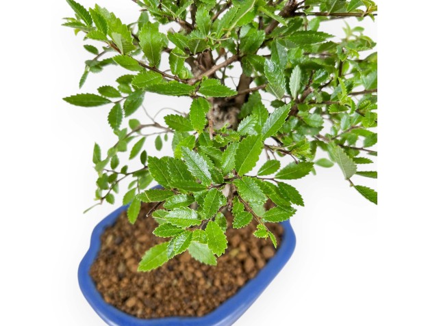 Ulmus Parviflora - Olmo - 24 cm 2