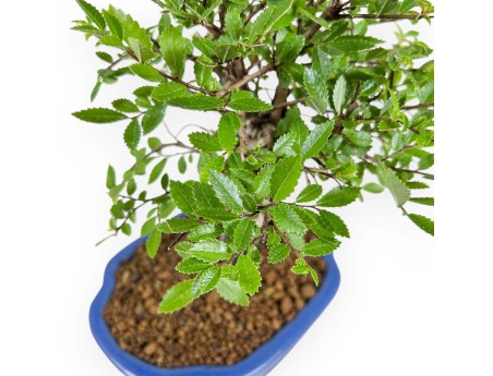 Ulmus Parviflora - Olme - 24 cm