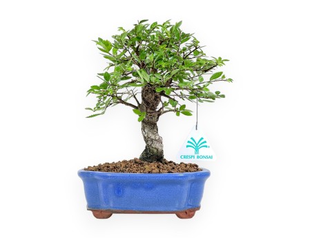 Ulmus Parviflora - Elm - 24 cm