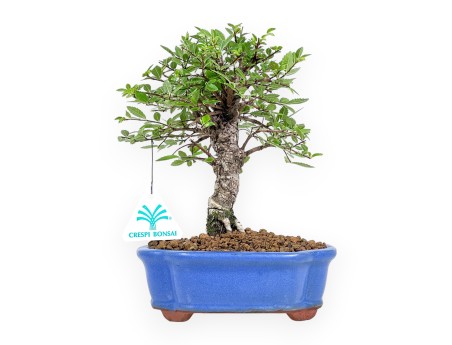 Ulmus Parviflora - Olmo - 24 cm