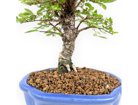 Ulmus Parviflora - Iep - 24 cm