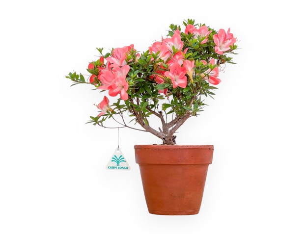 Rhododendron Indicum - Azalée - 38 cm